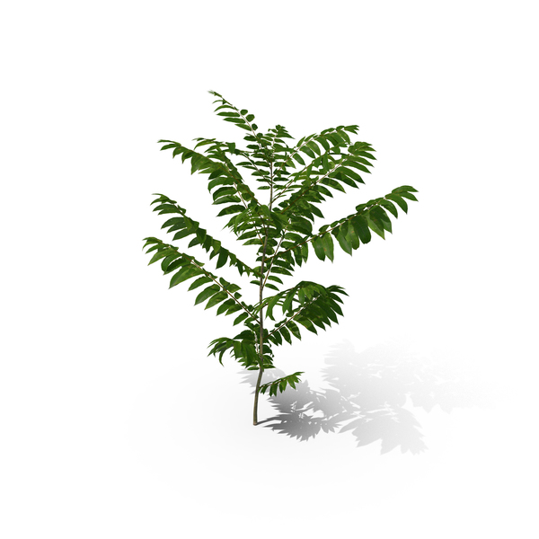 Tree: Toona Sinensis PNG & PSD Images Tree: Toona Sinensis PNG & PSD Images