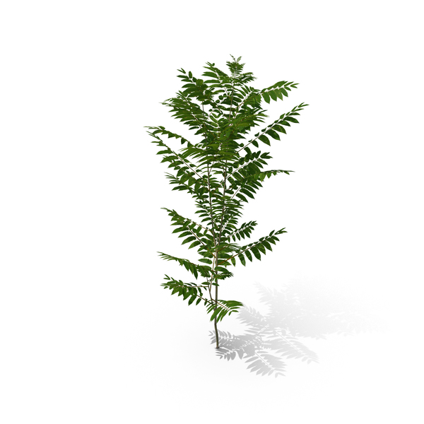 Tree: Toona Sinensis PNG & PSD Images Tree: Toona Sinensis PNG & PSD Images
