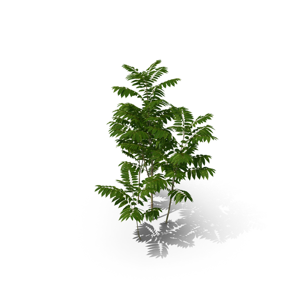 Tree: Toona Sinensis PNG & PSD Images Tree: Toona Sinensis PNG & PSD Images