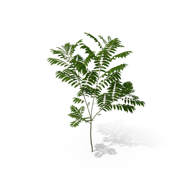 Tree: Toona Sinensis PNG & PSD Images Tree: Toona Sinensis PNG & PSD Images