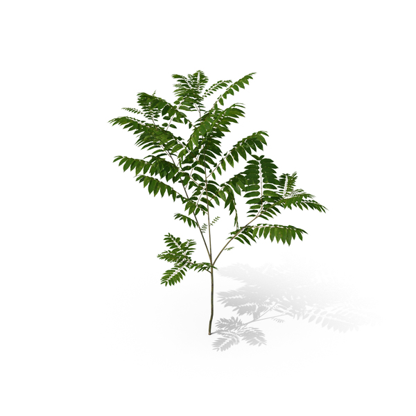 Tree: Toona Sinensis PNG & PSD Images Tree: Toona Sinensis PNG & PSD Images