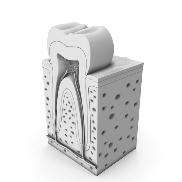 Tooth Anatomy 02 PNG & PSD Images Tooth Anatomy 02 PNG & PSD Images