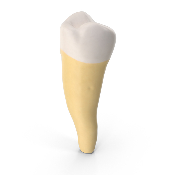Tooth First Premolar Lower Jaw PNG & PSD Images Tooth First Premolar Lower Jaw PNG & PSD Images