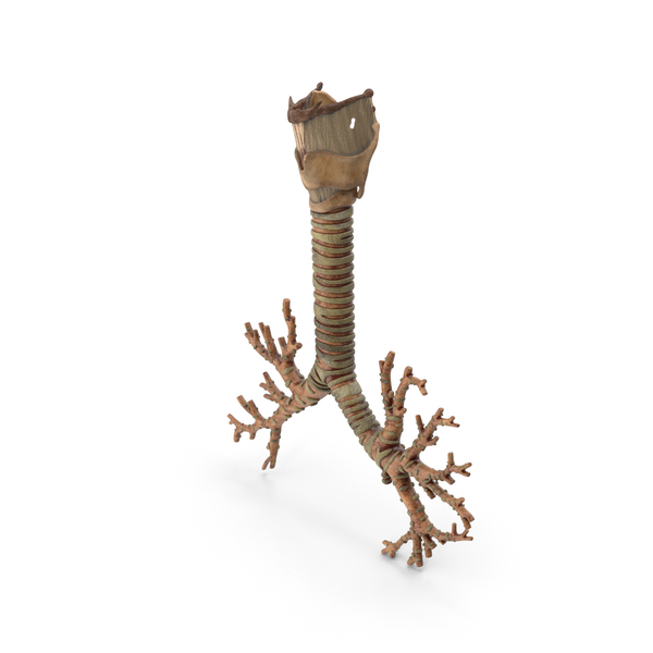 Trachea PNG & PSD Images