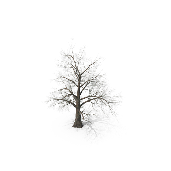 Spooky: Tree 002 PNG & PSD Images