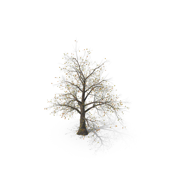 Tree 003 (Fall) PNG & PSD Images Tree 003 (Fall) PNG & PSD Images