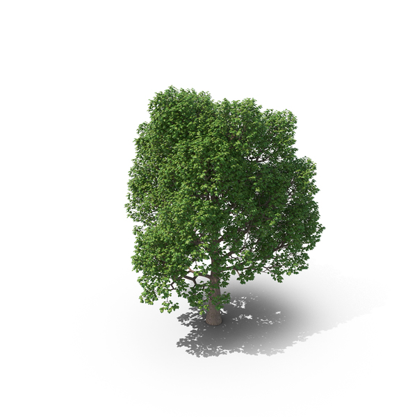 Tree PNG & PSD Images Tree PNG & PSD Images