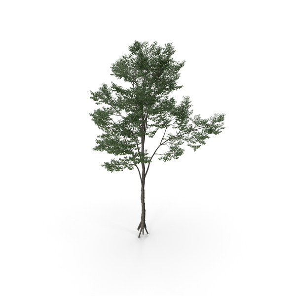 Tree PNG & PSD Images Tree PNG & PSD Images