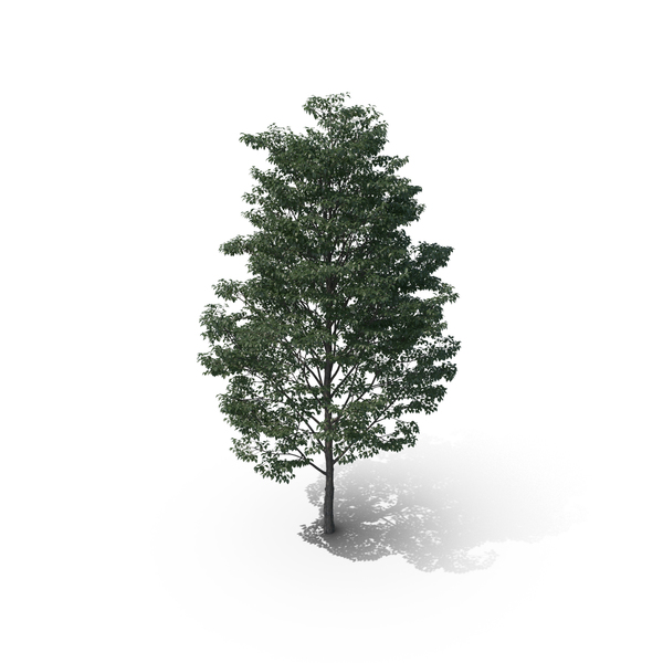 Tree PNG & PSD Images Tree PNG & PSD Images