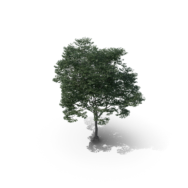 Tree PNG & PSD Images Tree PNG & PSD Images