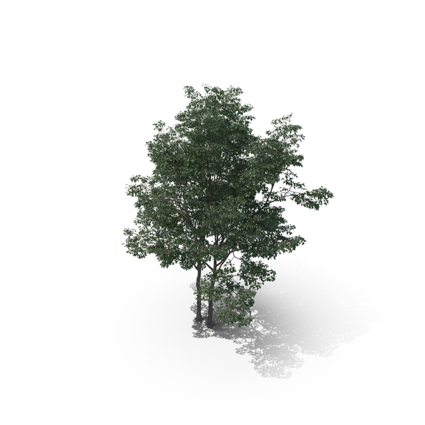 Tree PNG & PSD Images Tree PNG & PSD Images