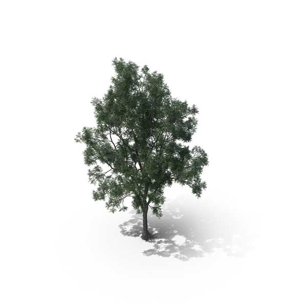 Tree PNG & PSD Images Tree PNG & PSD Images