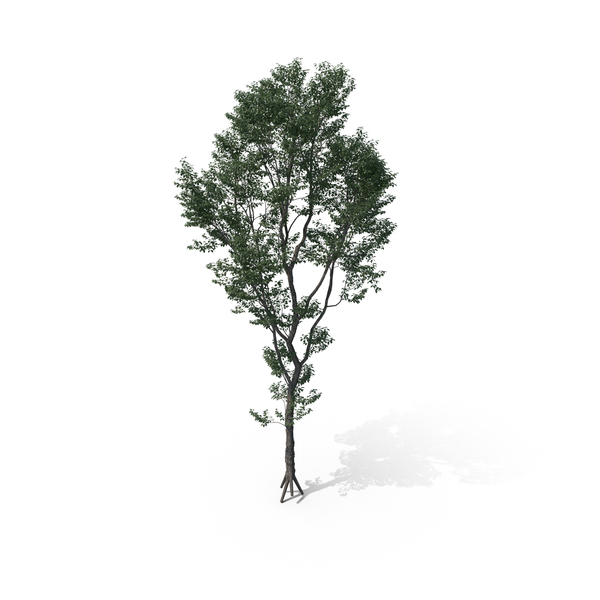 Tree PNG & PSD Images Tree PNG & PSD Images