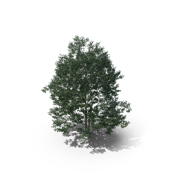 Tree PNG & PSD Images Tree PNG & PSD Images