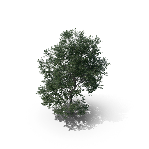 Tree PNG & PSD Images Tree PNG & PSD Images