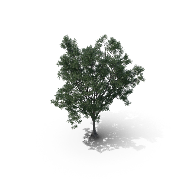 Tree PNG & PSD Images Tree PNG & PSD Images