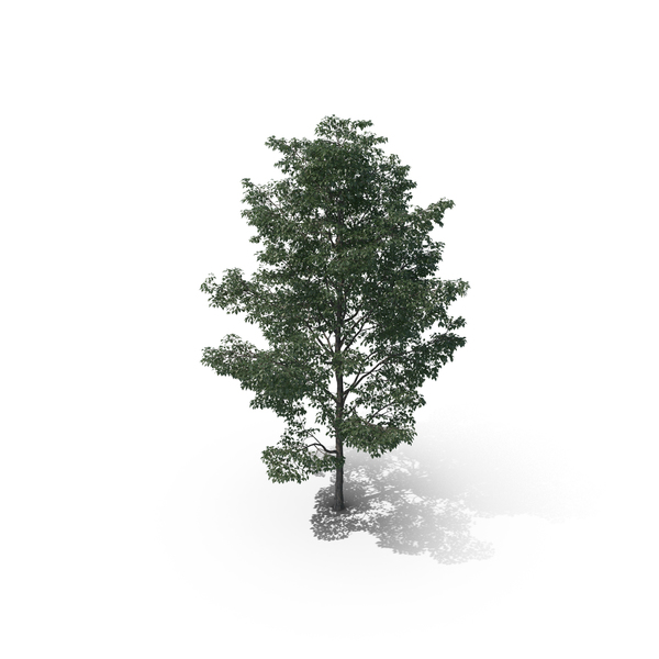 Tree PNG & PSD Images Tree PNG & PSD Images