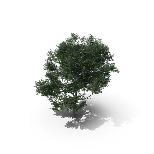 Tree PNG & PSD Images Tree PNG & PSD Images