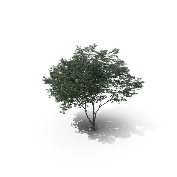 Tree PNG & PSD Images Tree PNG & PSD Images