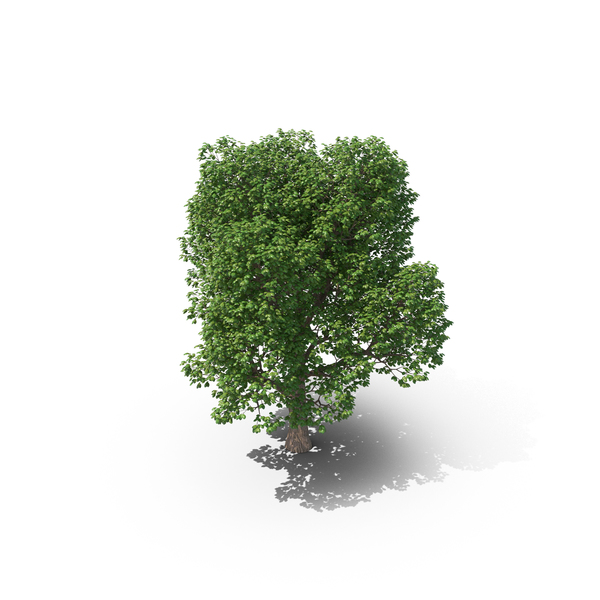 Tree PNG & PSD Images Tree PNG & PSD Images