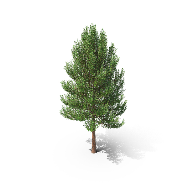 Tree PNG & PSD Images Tree PNG & PSD Images