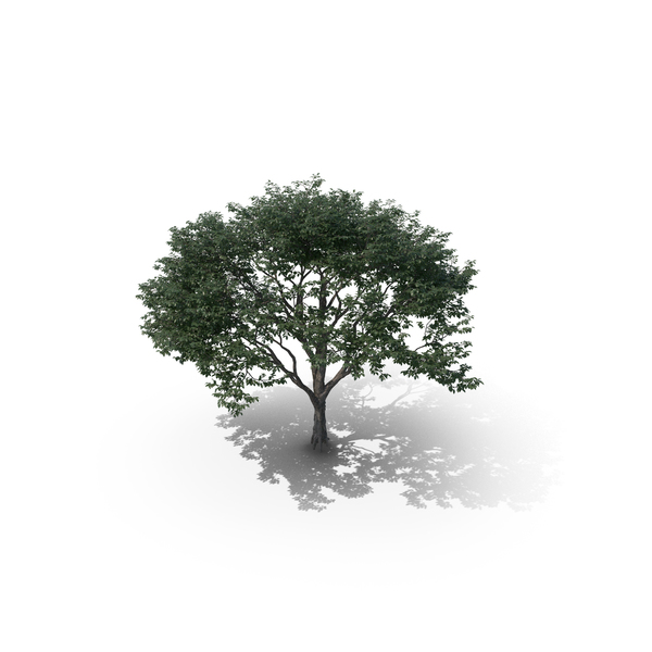 Tree PNG & PSD Images Tree PNG & PSD Images