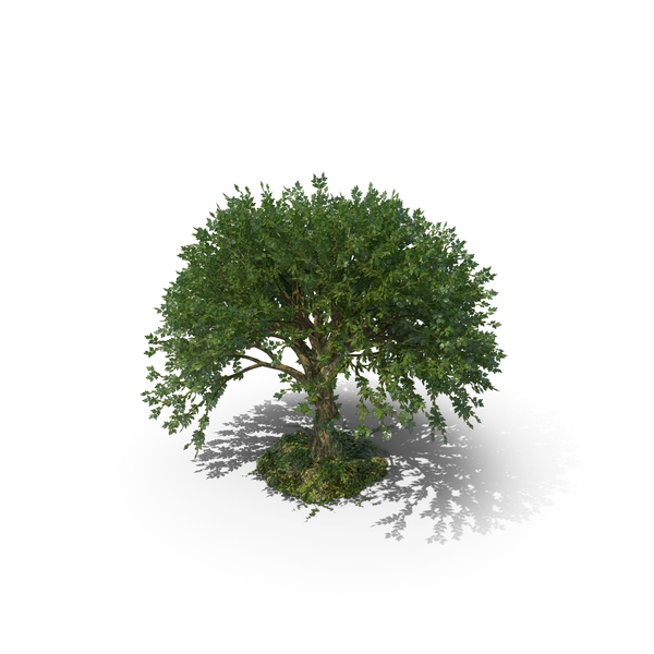 Tree PNG & PSD Images Tree PNG & PSD Images