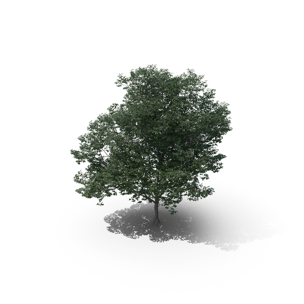 Tree PNG & PSD Images Tree PNG & PSD Images