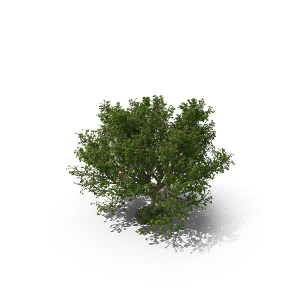 Tree PNG & PSD Images Tree PNG & PSD Images