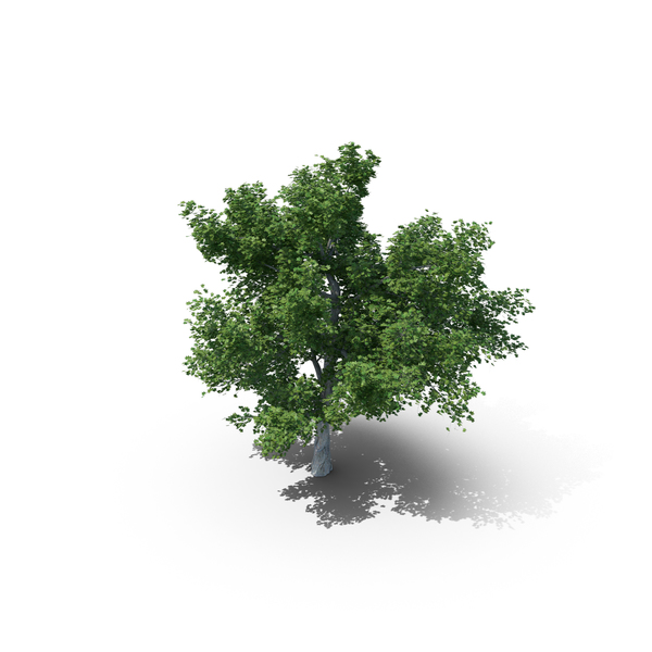 Tree PNG & PSD Images Tree PNG & PSD Images