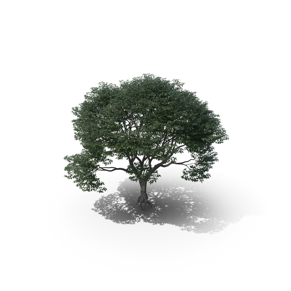 Ash: Tree PNG & PSD Images Ash: Tree PNG & PSD Images
