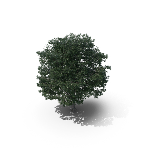 Ash: Tree PNG & PSD Images Ash: Tree PNG & PSD Images