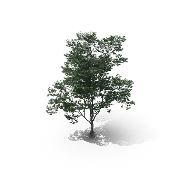 Ash: Tree PNG & PSD Images Ash: Tree PNG & PSD Images