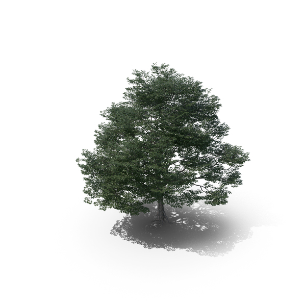 Ash: Tree PNG & PSD Images Ash: Tree PNG & PSD Images