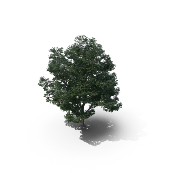 Ash: Tree PNG & PSD Images Ash: Tree PNG & PSD Images