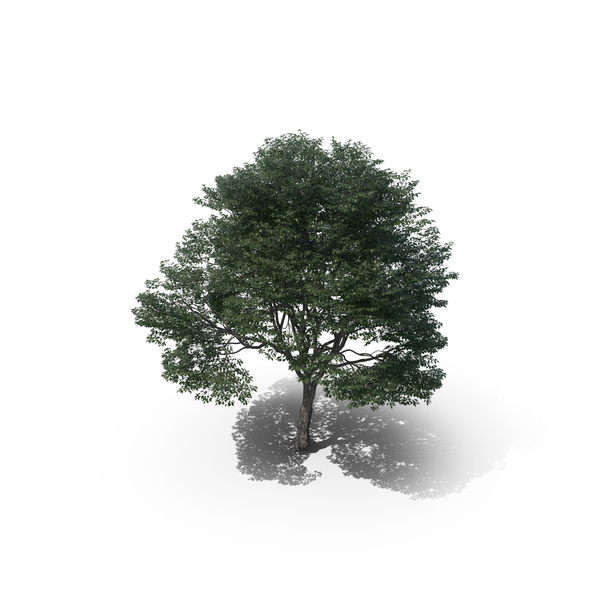 Ash: Tree PNG & PSD Images Ash: Tree PNG & PSD Images