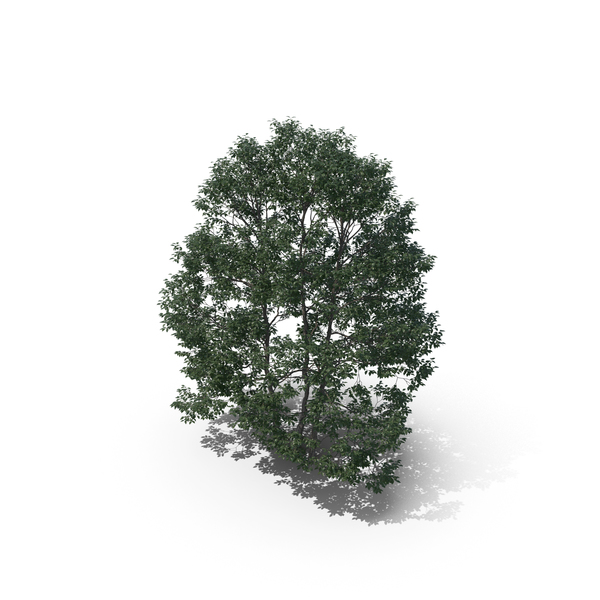 Ash: Tree PNG & PSD Images Ash: Tree PNG & PSD Images