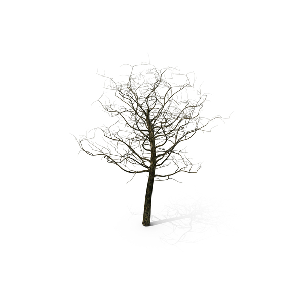 Tree Branches With The Snow PNG & PSD Images Tree Branches With The Snow PNG & PSD Images