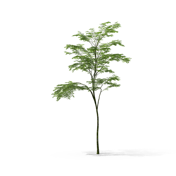 Deciduous: Tree PNG & PSD Images Deciduous: Tree PNG & PSD Images