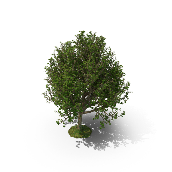 Tree PNG & PSD Images Tree PNG & PSD Images