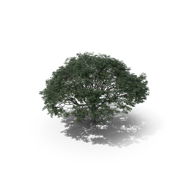 Tree PNG & PSD Images Tree PNG & PSD Images