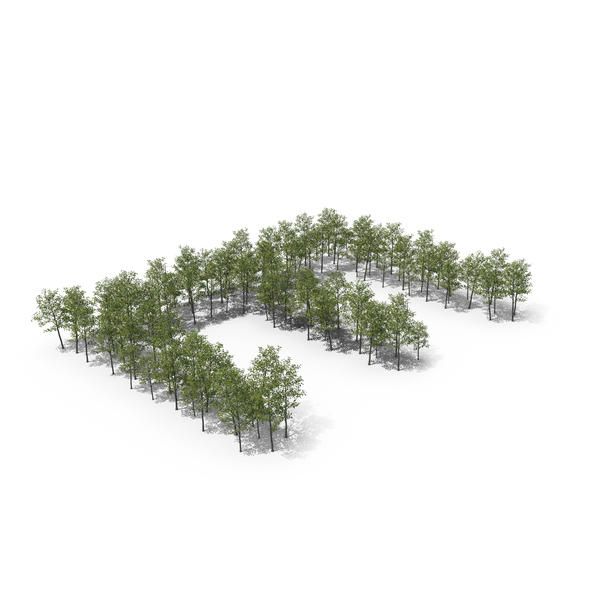 Tree Magnolia Liliflora Letter Placement E PNG & PSD Images Tree Magnolia Liliflora Letter Placement E PNG & PSD Images