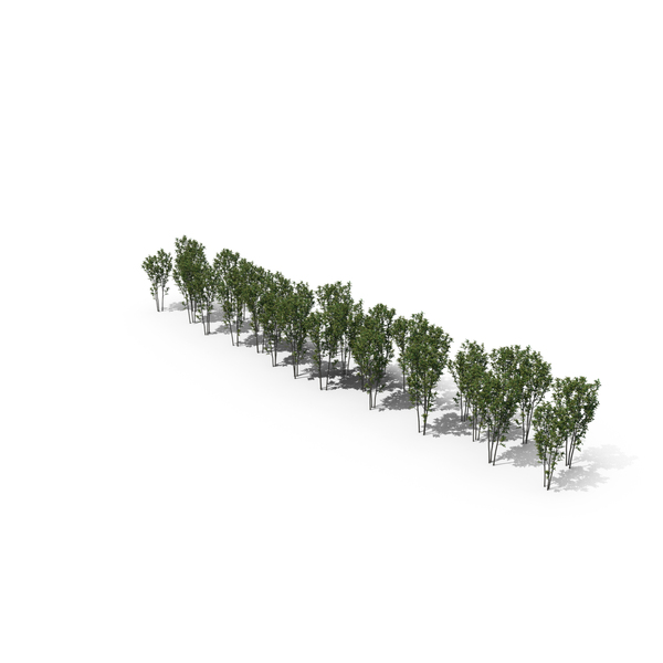 Tree Magnolia Liliflora PNG & PSD Images Tree Magnolia Liliflora PNG & PSD Images