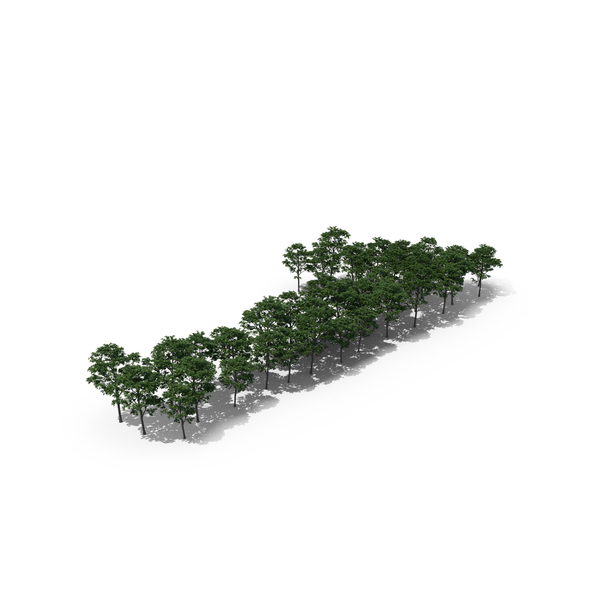 Tree Magnolia Liliflora Number 1 PNG & PSD Images Tree Magnolia Liliflora Number 1 PNG & PSD Images