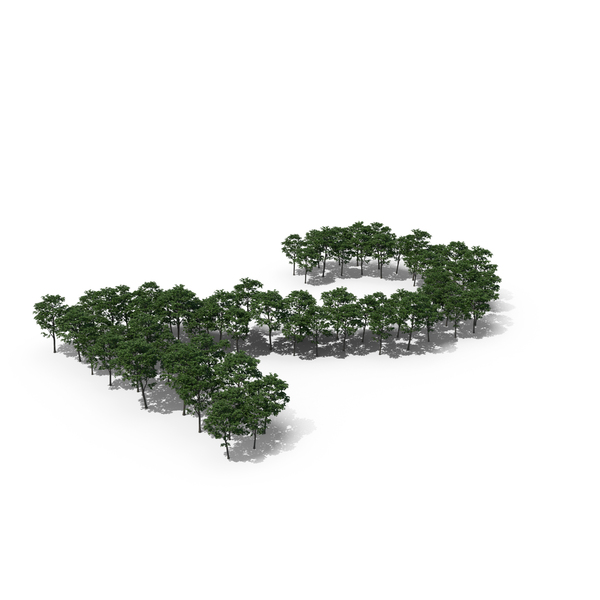 Tree Magnolia Liliflora Number 2 PNG & PSD Images Tree Magnolia Liliflora Number 2 PNG & PSD Images