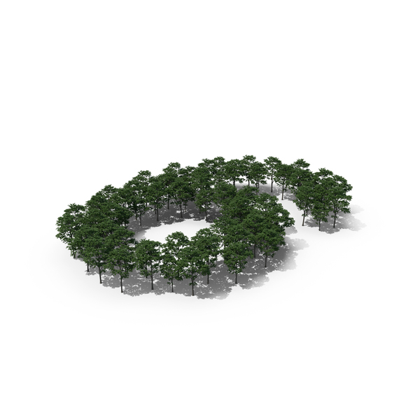 Tree Magnolia Liliflora Number 6 PNG & PSD Images Tree Magnolia Liliflora Number 6 PNG & PSD Images