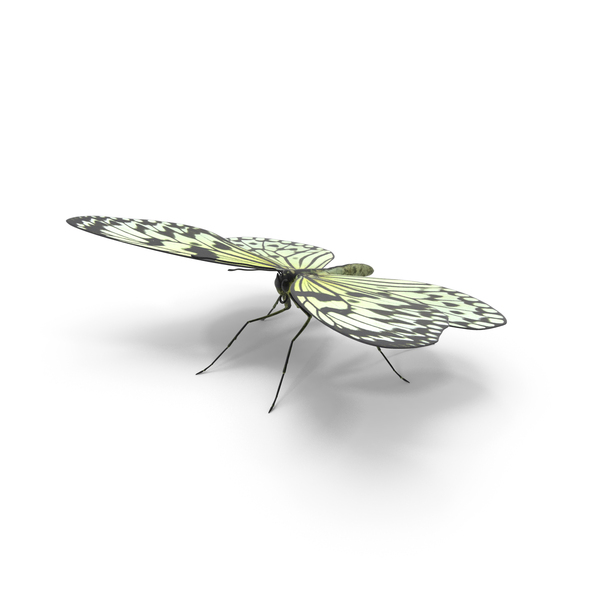 Tree Nymph Butterfly PNG & PSD Images Tree Nymph Butterfly PNG & PSD Images