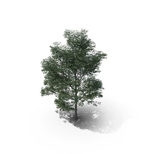 Tree PNG & PSD Images Tree PNG & PSD Images