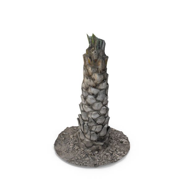 Tree Palm Trunk PNG & PSD Images Tree Palm Trunk PNG & PSD Images