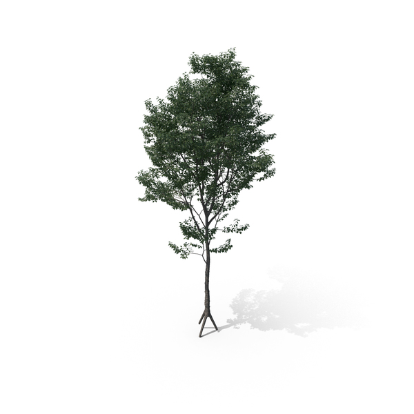 Tree PNG & PSD Images Tree PNG & PSD Images